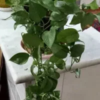 ۶ عدد گل سانسوریا و پتوس|گل و گیاه طبیعی|گلپایگان, |دیوار