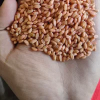 بذر گندم