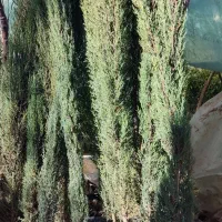 سرو ناز قیمت 50هزار تومن