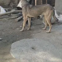 سگ عراقی ماده|سگ|کبودرآهنگ, |دیوار