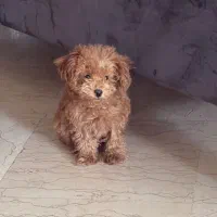 سگ پودل توی رد|سگ|تهران, دریا|دیوار