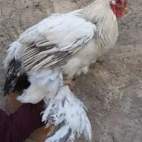 برهما بلولایت و وایت بالغ|حیوانات مزرعه|قرچک, مهدیه|دیوار