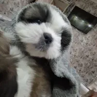 توله شیتزو سوپر فلت سه رنگ دو ماهه