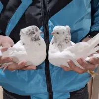 کفتر کله قهوی