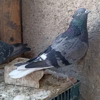 کفتر|پرنده|تهران, شهید رجایی|دیوار