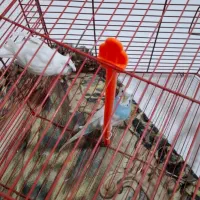 مرغ عشق نژاد دار