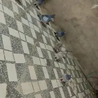 تعداد 9 عدد کبوتر|پرنده|خاش, |دیوار