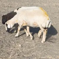 گوسفند ماده داشتی سنجابی میش