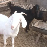 ۲ عدد یک ساله آبستن مایه دار دانه ۱۲تومن|حیوانات مزرعه|تربت جام, کاریز نو سفلی|دیوار