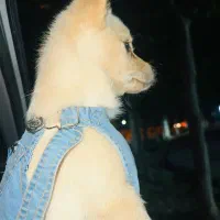 واگذاری سگ پامر ماده باهوش|سگ|شیراز, شهرک گلدشت حافظ‎|دیوار