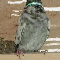 ماده سوسکی گرفتنی دم تال