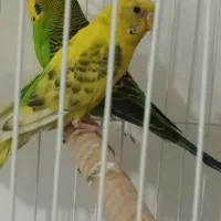 پرنده