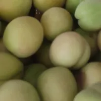 زردالوی تازه چیده شده باغ.تو واوان هستیم|خوردنی و آشامیدنی|اسلام‌شهر, |دیوار