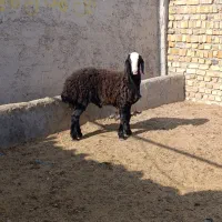 بره قوچ سیاه شال