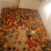 جوجه اردک جوجه محلی