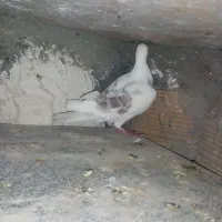 ۵ عدد کبوتر|پرنده|شاندیز, |دیوار