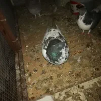 کفتر|پرنده|خرمشهر, |دیوار