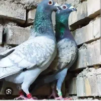 نر طاووسی باخت دادم