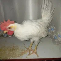 جوجه رنگی تقریباً ۲.۵ ماهه احتمالاً خروس