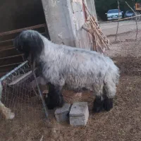 ۸راس بره قوچ سنگین وزن(میش.بز)