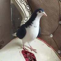 غریب گیری.|پرنده|الوند, |دیوار