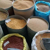 گندم ارزن|لوازم جانبی حیوانات|مشهد, رضاییه|دیوار