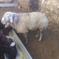 نرمیش افشاری