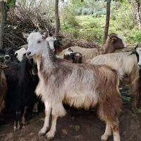 بز های جوان ۱ ساله حدود ۴۰ کیلویی گوسفند