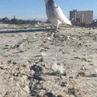 طوق هفت رنگ ماده فروشی