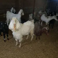 تعدادی بز پاکستانی وشهرکوردی ودو رک