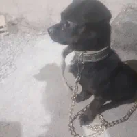 سگ پاکوتاه سایز ریز