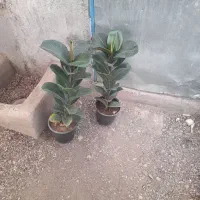 انواع فیلتوس از۱۸۰تا۲۷۰|گل و گیاه طبیعی|تربت جام, تیپ ۳۸ زرهی تربت جام|دیوار