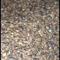 کنجد وتخم شربتی|خوردنی و آشامیدنی|تربت جام, جلگه موسی آباد|دیوار