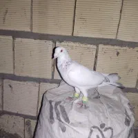 کبوتر پرشی|پرنده|اسفراین, |دیوار