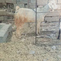 یک عدد بز حامله گوسفند بره|حیوانات مزرعه|بندر ماهشهر, |دیوار