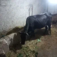 تعداد ۲راس گاوشیری باگوساله نر