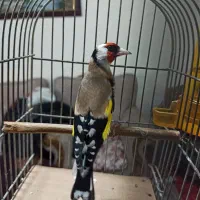 سهره جوجه قفس
