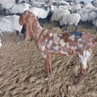 بز پاکستانی|حیوانات مزرعه|چناران, |دیوار