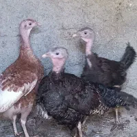 بوقلمون ماده تخم گذار چاق