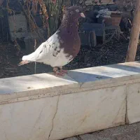 کبوتر|پرنده|نیشابور, مازول|دیوار