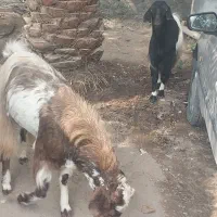 چند راس نری بزرگ فروشی|حیوانات مزرعه|گنبکی, |دیوار