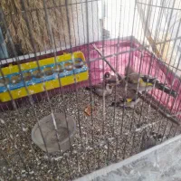 دوعددسهره نروماده جفتی۱۲۰۰۰۰۰۰