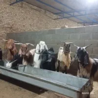 بزغاله