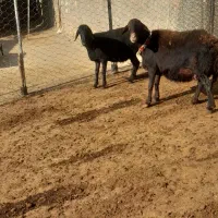 میش|حیوانات مزرعه|چگنی, |دیوار