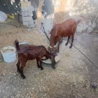 دو راس بز و یک تیشتر جوان  افغانی اصل|حیوانات مزرعه|مسجد سلیمان, |دیوار