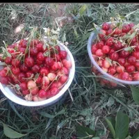 فروش باغ 1000 متری دورود لرستان|فروش زمین و ملک کلنگی|دورود, |دیوار