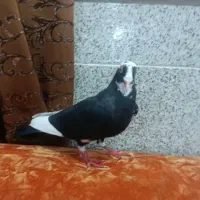 کفتر
