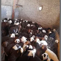 گوسفند زنده