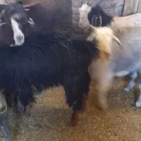 فروش تعدادی کهره نر|حیوانات مزرعه|نیر (یزد), |دیوار