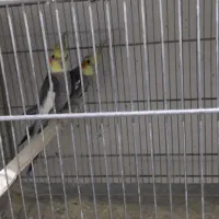 عروس بالغ|پرنده|قزوین, |دیوار